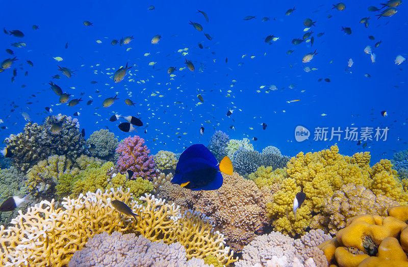 美丽的珊瑚礁上的海洋生物与黄尾刺尾鱼(Prionurus punctatus)在红海- Marsa Alam -埃及